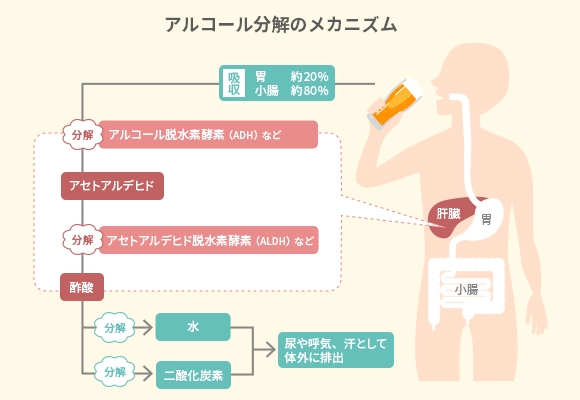 アルコール分解（抜ける）のメカニズム：肝臓で分解酵素によってアセトアルデヒド、酢酸に分解