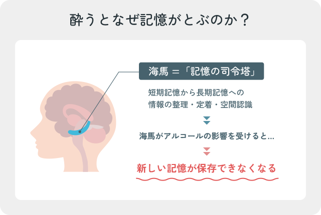 酔うとなぜ記憶がとぶのか？海馬がアルコールの影響を受けると新しい記憶が保存できなくなる仕組みを示した図